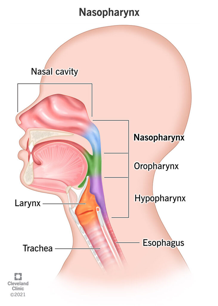 Nasopharynx