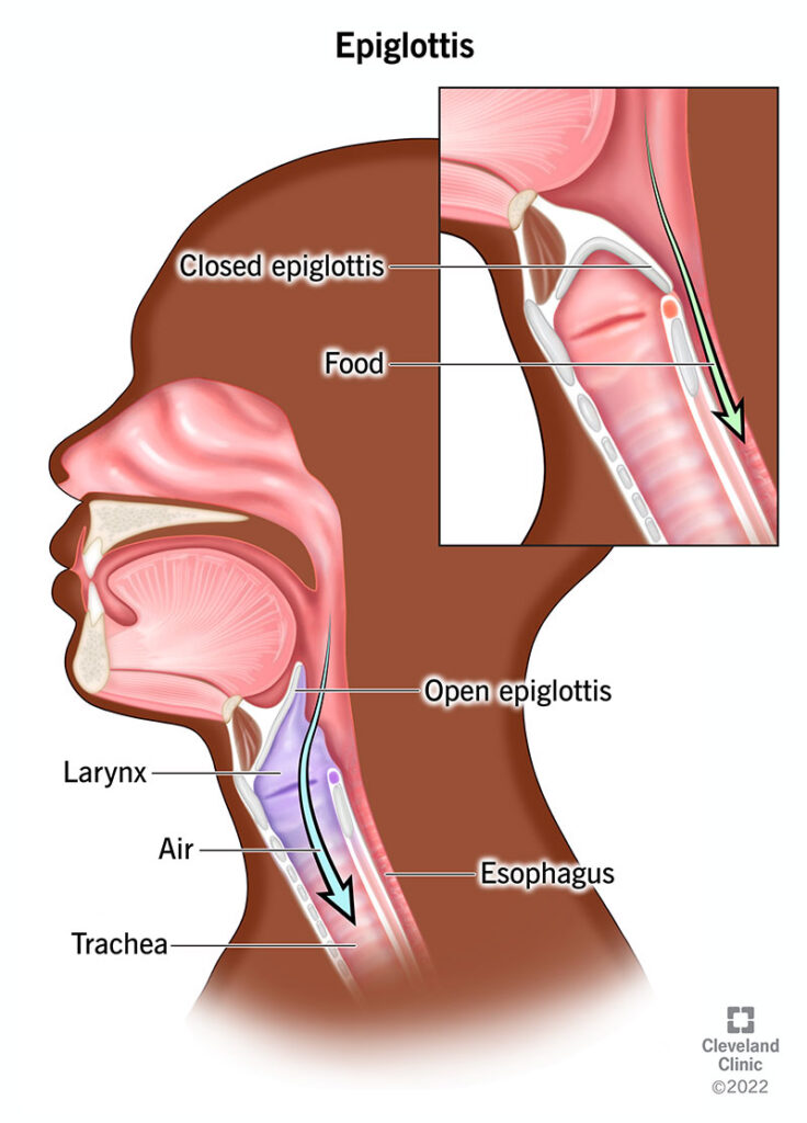 epiglottis