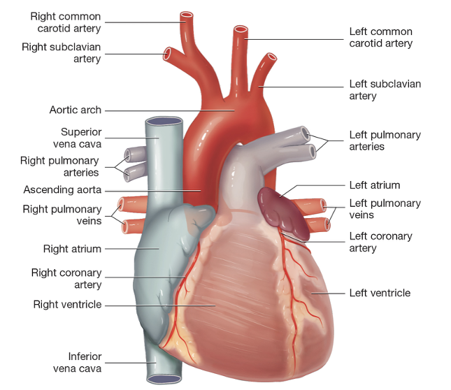 Arteries and Veins around the heart