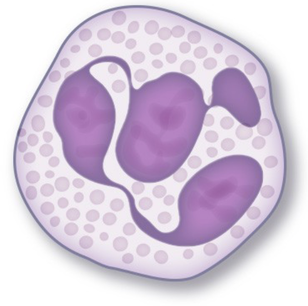 Neutrophil