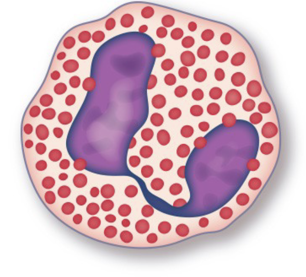 Eosinophil