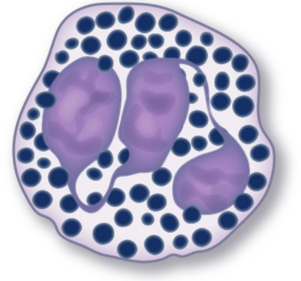 Basophil