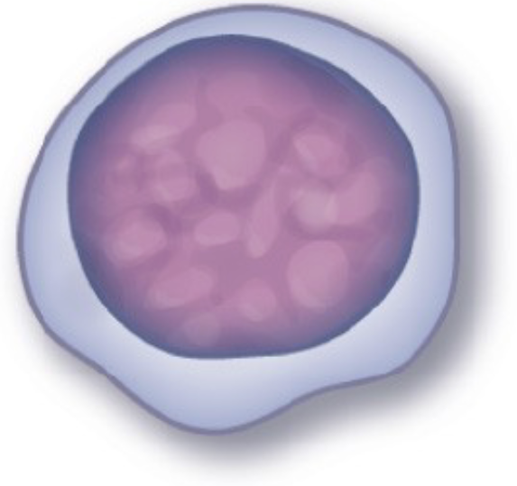 Lymphocytes