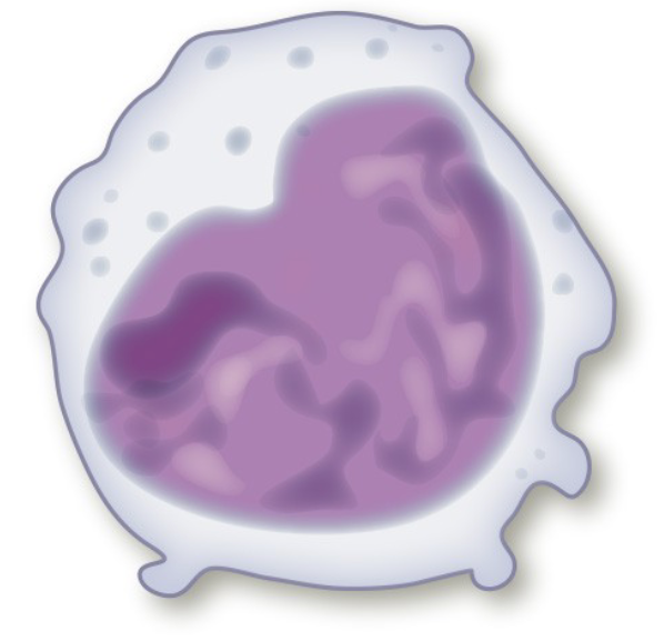 Monocyte