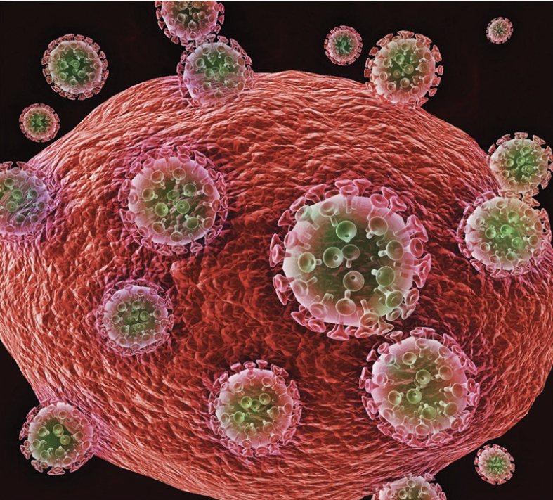 A helper T cell lymphocyte being attacked by many small human immunodeficiency retroviruses. Like all viruses, H IV
cannot reproduce itself. It must enter the lymphocyte and use that cell’s D NA to reproduce. When the lymphocyte is
destroyed, the new retroviruses within it are released into the blood to infect other lymphocytes.
