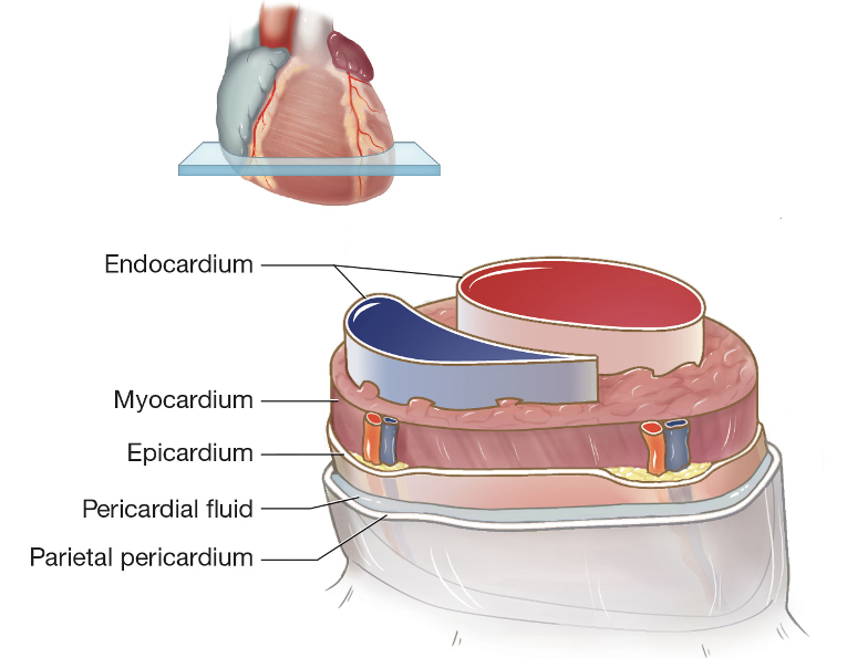 Membranes and layers of the heart