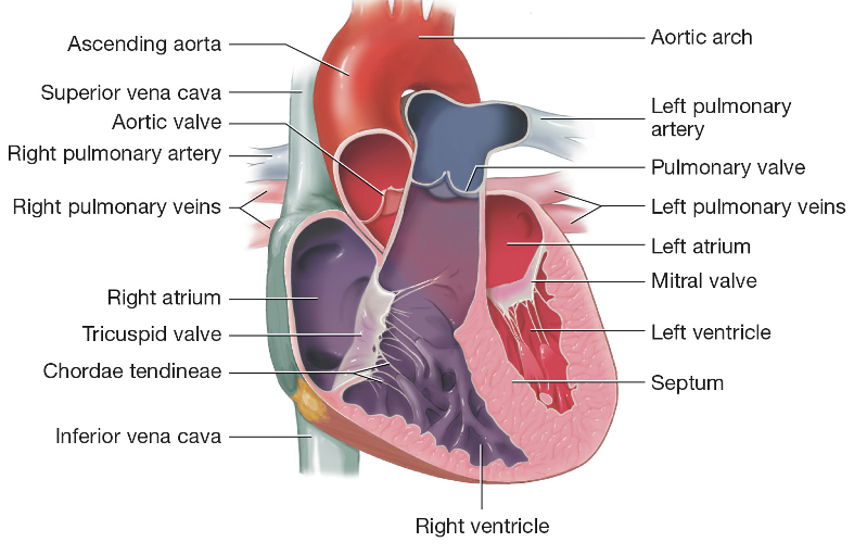 Heart Chambers 