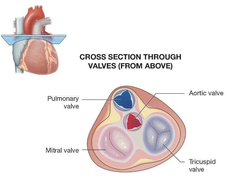 Cross section of Valves