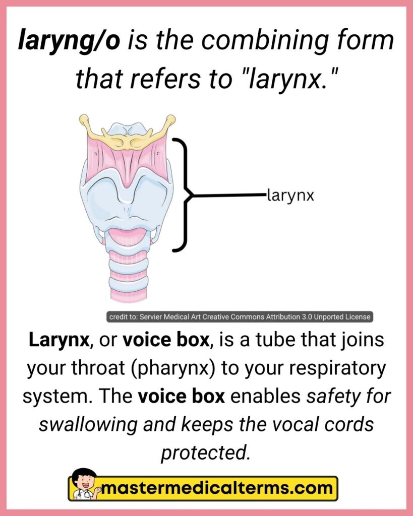 Laryng/o