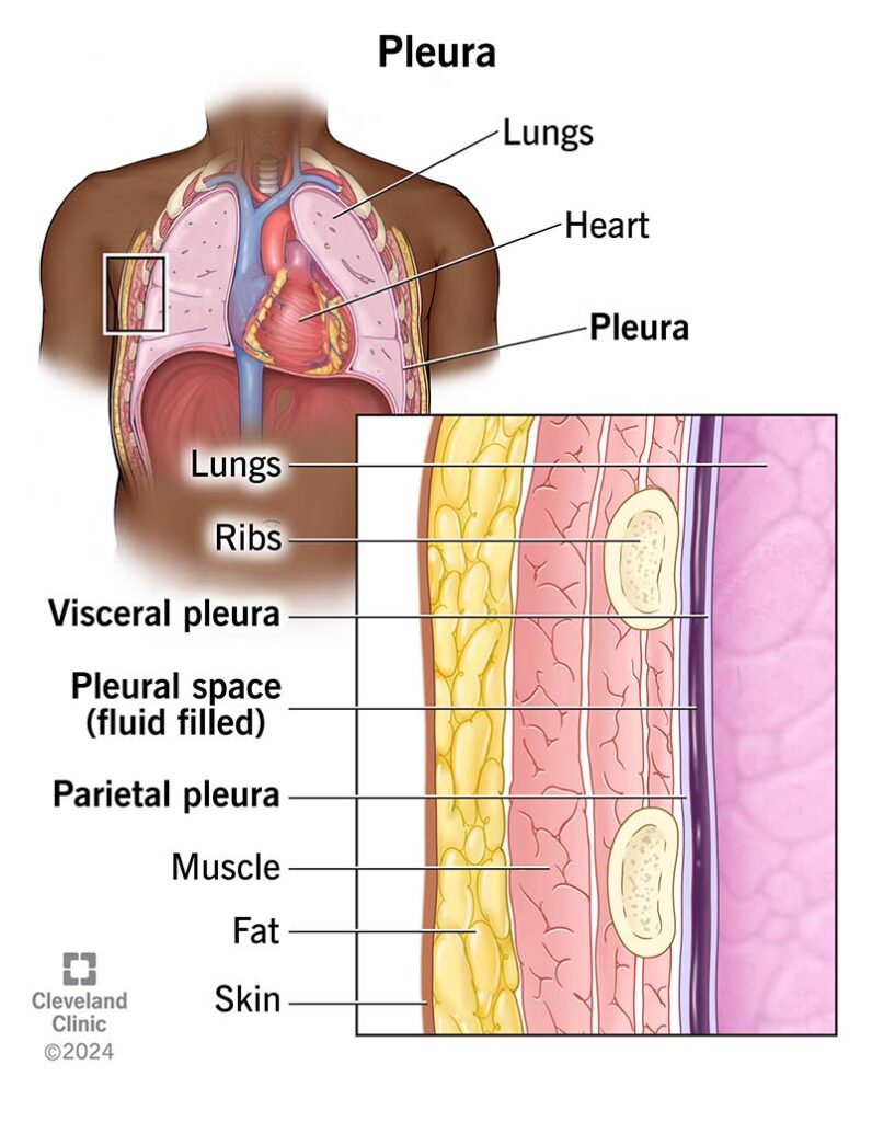 pleura